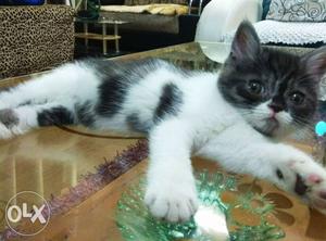 I want sale my male parsian kitten black and white