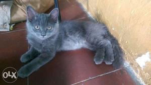 I want to sell my grey clr Persian cat original