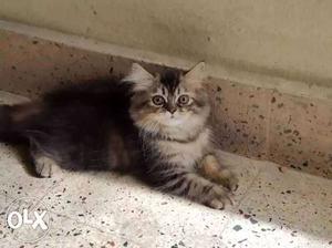 I want to sell my pure Persian kitten.each /.