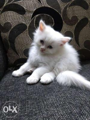Import line age healthy and play full persian
