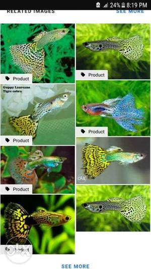 Imported guppy pair