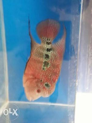 It's a Flowerhorn fish with SRD brid and golden