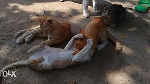 Kittens of best quality ginger and white ginger mix availabe