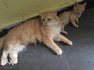 Long-fur Orange Pershion Cat And Kittens 4