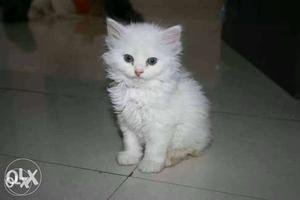 Loving persian Kittens available in all colors.