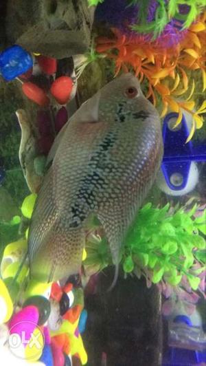 Magma flowerhorn male for sale price negotiable