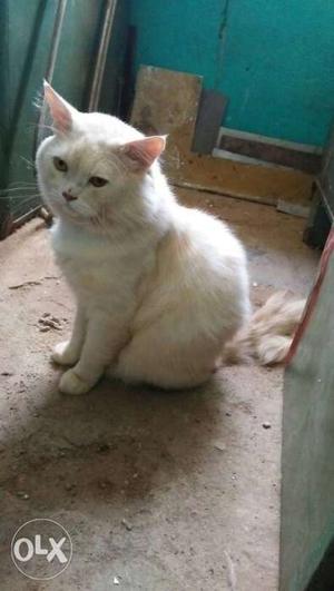 Male Persian Cat Pure Dool Face very good