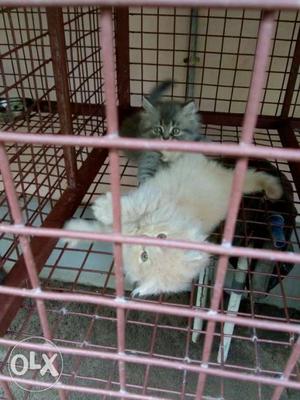 Male and female percian cats kittens