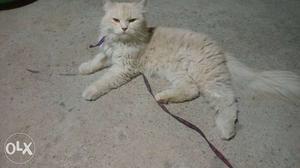 Male cat for mating not for sale contact no