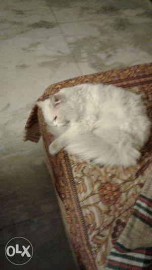 Male persian cat needed for mating