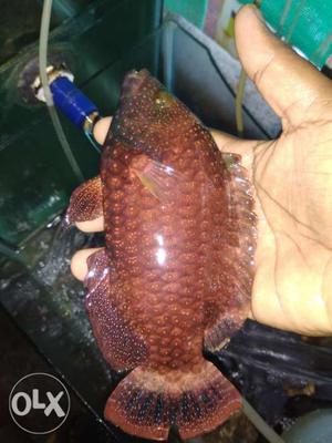 Marine fish supplier in kanyakumari, all india