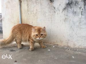 Need brown Persian kitten to buy