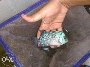 Nice colour Magma flowerhorn fish