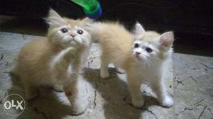 Orange Persian kitten, toilet trained
