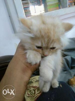 Persian Kitten 2 months old potty trained