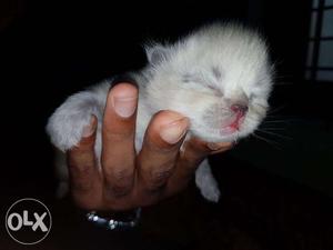 Persian Kitten Ready For Immediate Sale
