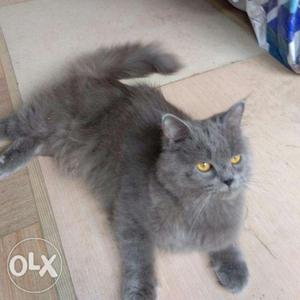 Persian cat 10month old rs 