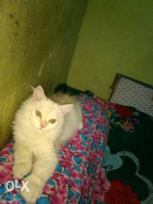 Persian cat 4 months old. healthy friendly potty