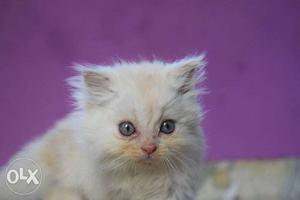 Persian cat- doll faced (3 months)