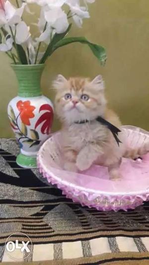 Persian cat healthy and play full delivery