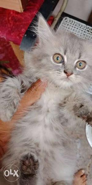 Persian cat male and female grey colour 60 days