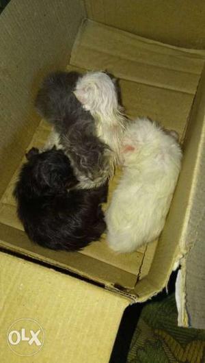 Persian cats baby white,black,gray