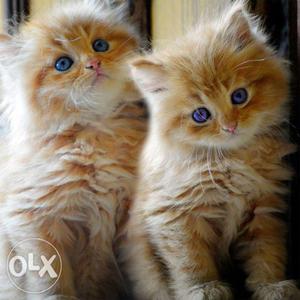 Persian cats kittens available