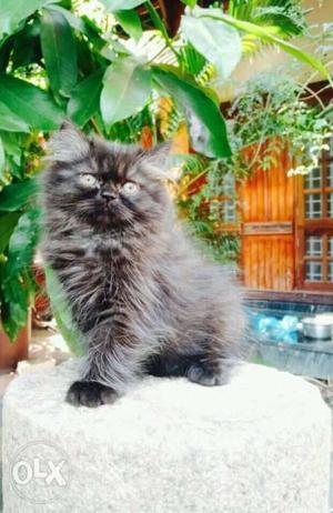 Persian kitten.. black...male..