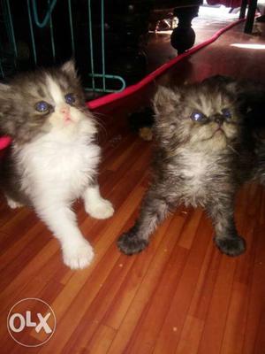 Persian kitten each for /-