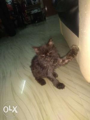 Persian kitten male 3months old full black urgent
