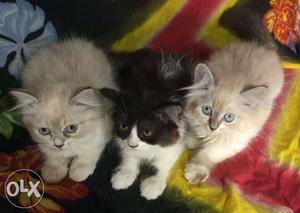 Persian kittens for sale 1 female 2 male n males