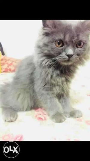 Persian kittens for sale.each 5 5 k.male snd female