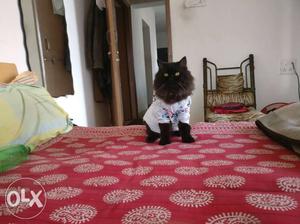 Persian male black cat available for mating, all
