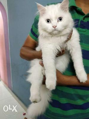 Persian semi punch pure white with double fur coat. 4 mon