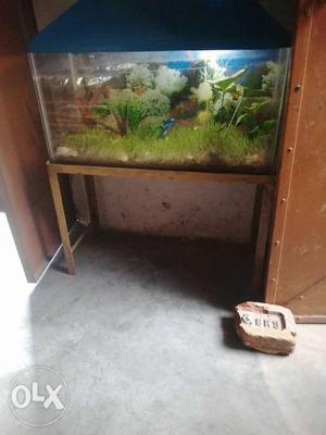 Plant aquarium with stand