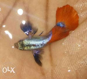 Platinum red tail dumbo ear guppies for sale