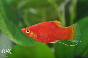 Platy pair for Sale at Kothamangalam for 50 rs