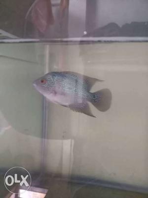 Pools spotted flowerhorn fish for sale fixed price