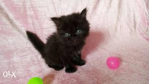 Punch face Male kitten for sale...