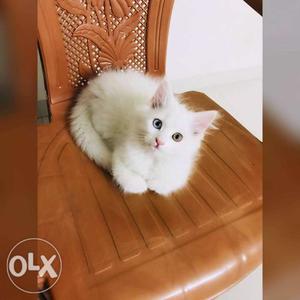 Pure Breed Persian kitten 3 month old White