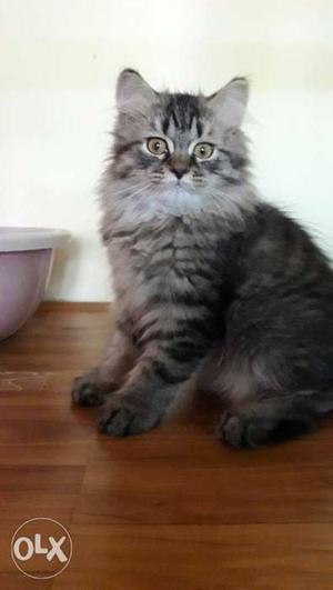 Pure Persian 3 months age kitten