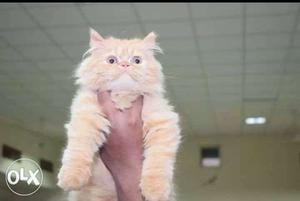 Pure Persian cat male for sale 8 month's old