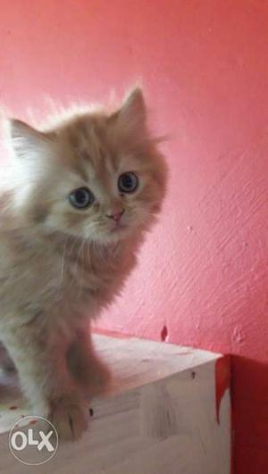 Pure Persian golden tabby kitten
