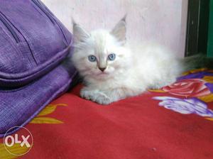 Pure Persian healthy and active liteer trained