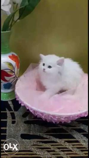 Pure Persian healthy and active pure breed