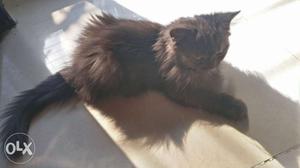 Pure Persian male cat 2months old all vaccine