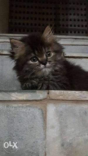 Pure persian breed female 2 months old