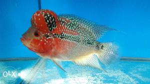 Pure red dragon flowerhorn very active &