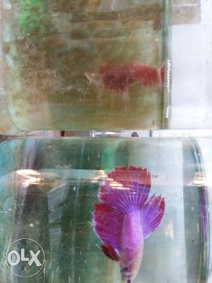Purple And Gray Aquarium Fish