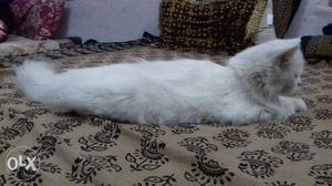 Pursian female cat long fur 5 months old.potty